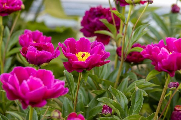 The Impact of Environmental Regulations on the Automotive Industry and What It Means for the Future